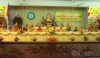 Ban Hoằng pháp T.Ư tổng kết Phật sự nhiệm kỳ 2012-2017